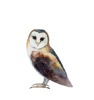 Owl Wall Decal - Arlo and Co
