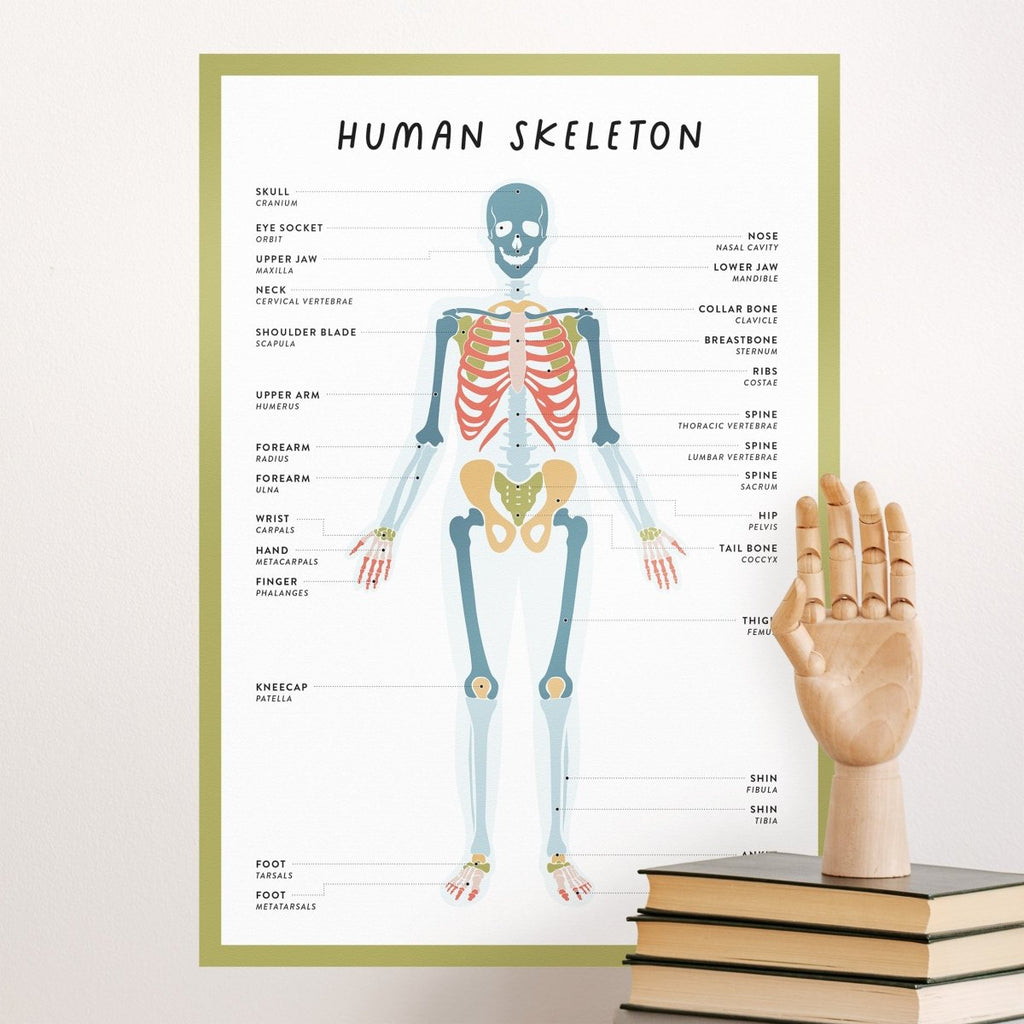 Skeleton Color Guide Skeleton Removable Decal Wall Chart – Arlo & Co