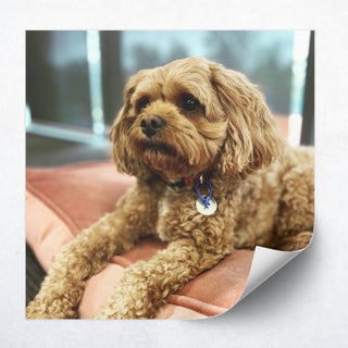 Square Photo Decal Set - 10cm - Arlo & Co