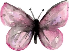 Large Butterfly Wall Decal - Arlo and Co